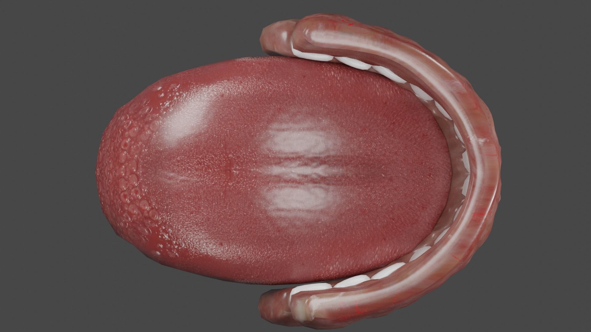 Teeth and Tongue Low-poly 3D model_6