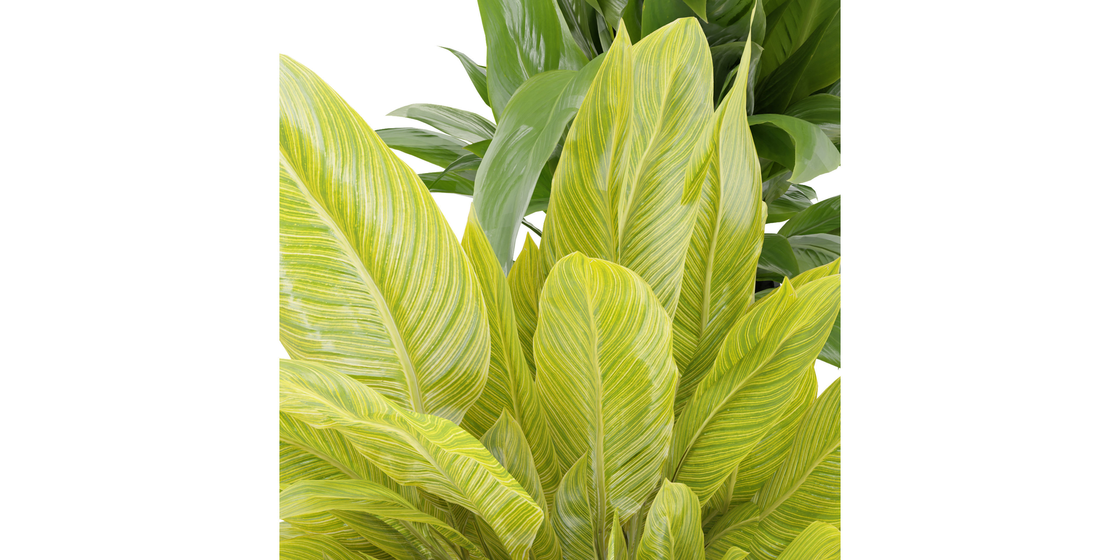 Collection plant vol 274 - blender model  3D model_3