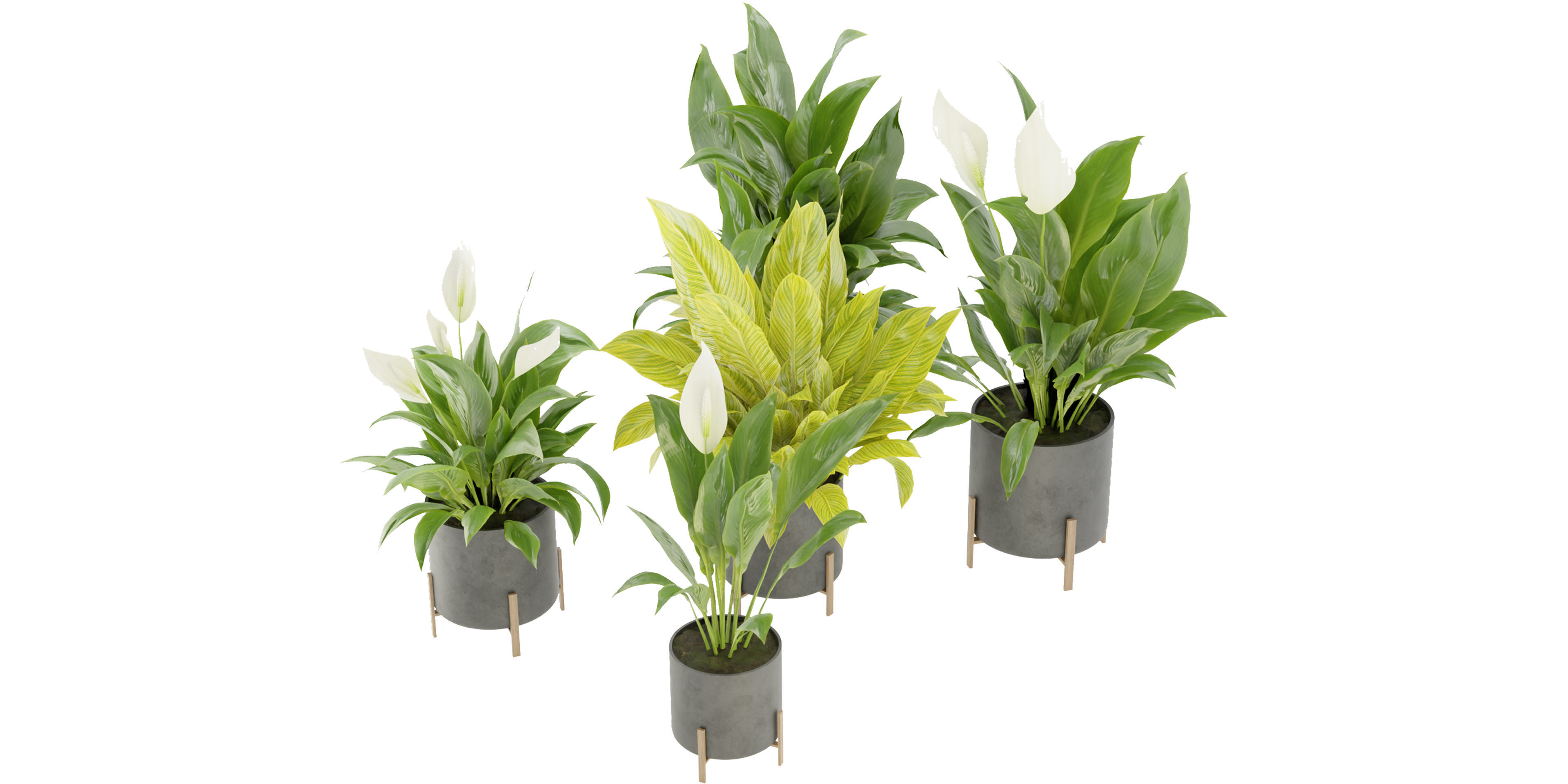 Collection plant vol 274 - blender model  3D model_4