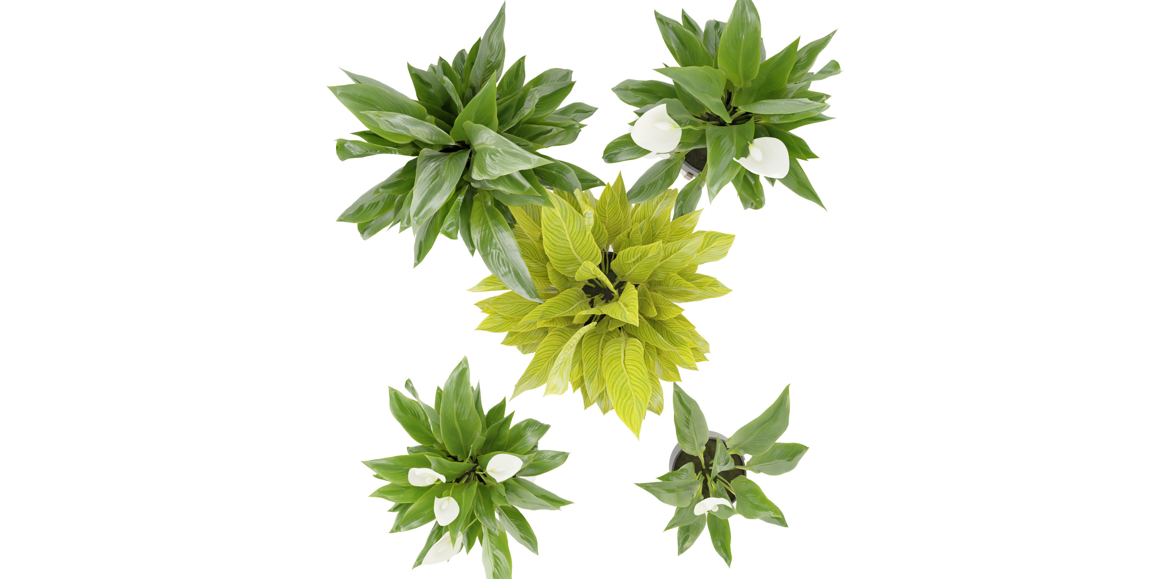 Collection plant vol 274 - blender model  3D model_5