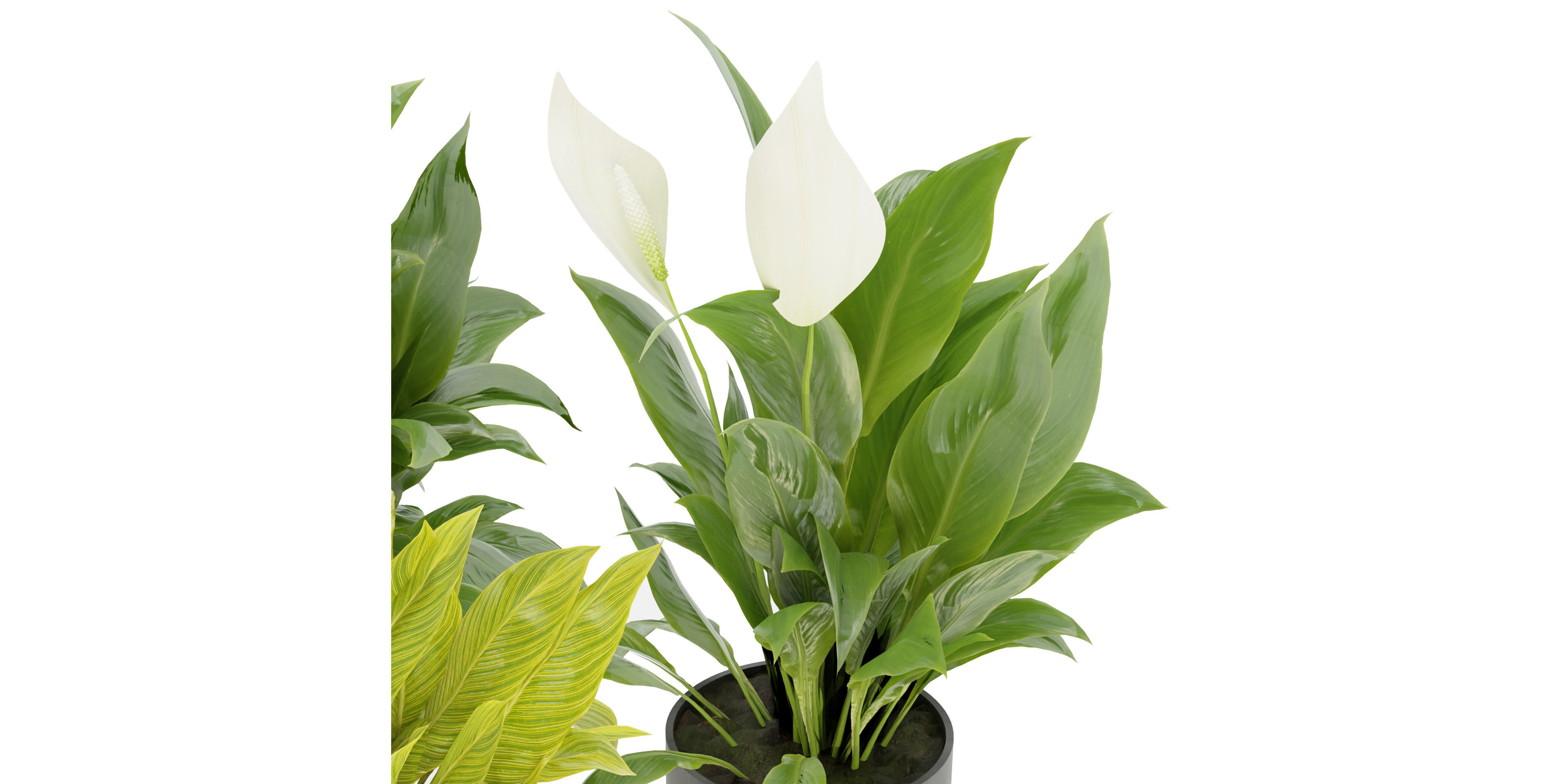 Collection plant vol 274 - blender model  3D model_2