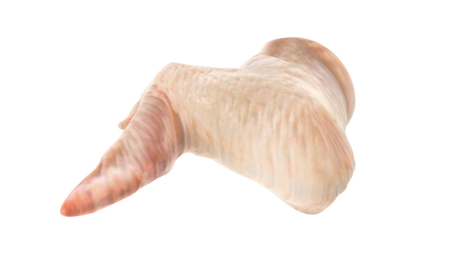 Chicken Wing 3D model_6