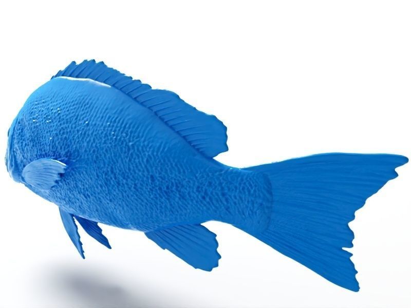 Snapper fish 3D print model_4