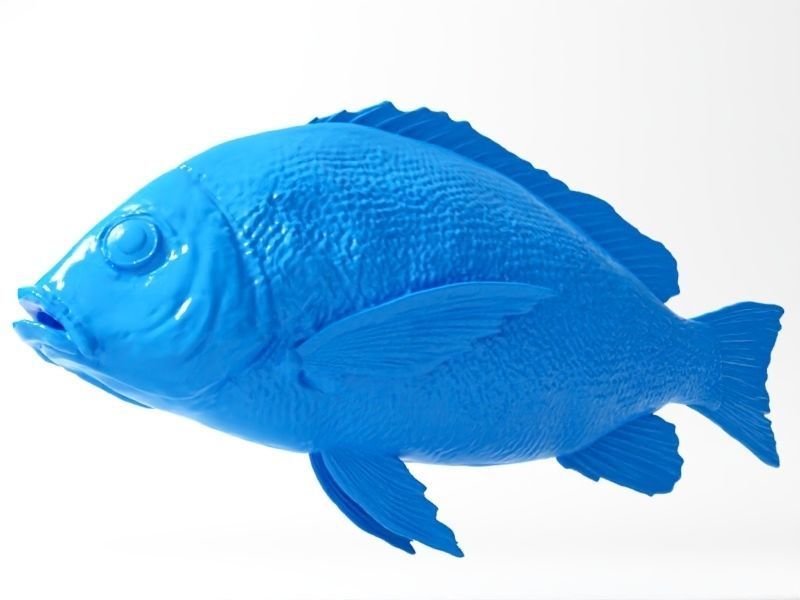 Snapper fish 3D print model_3