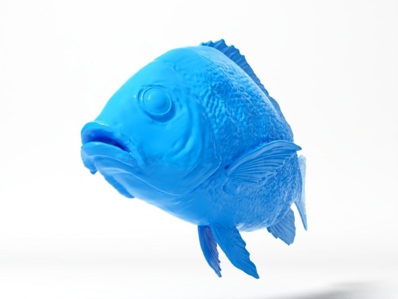 Snapper fish 3D print model_2