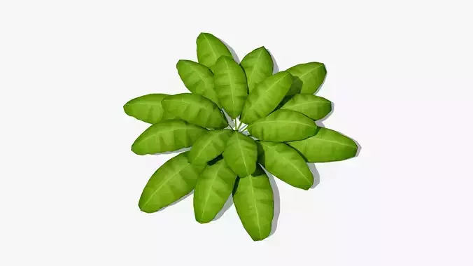 Stylized Cartoon Fern v2