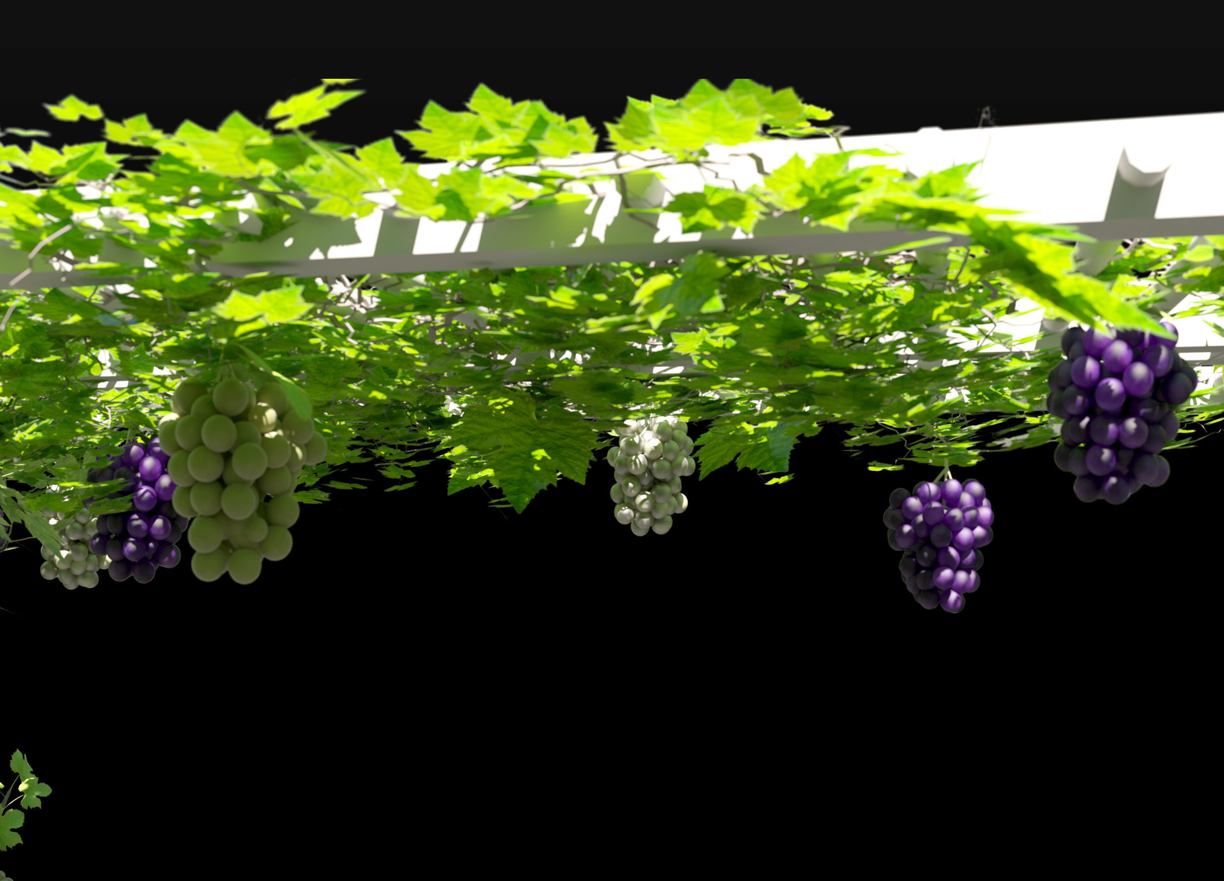 Grape vine grape tree 3D model_3