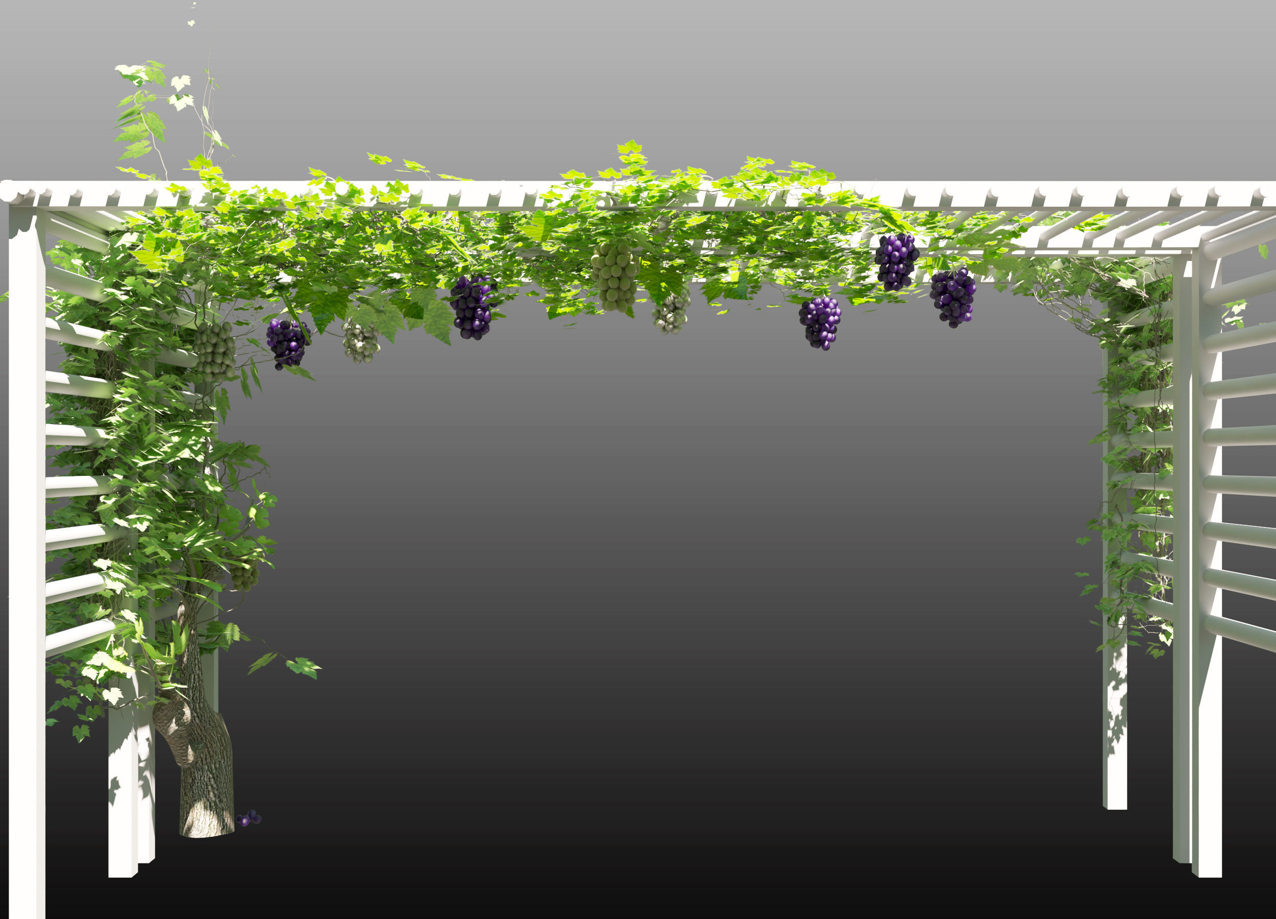 Grape vine grape tree 3D model_1
