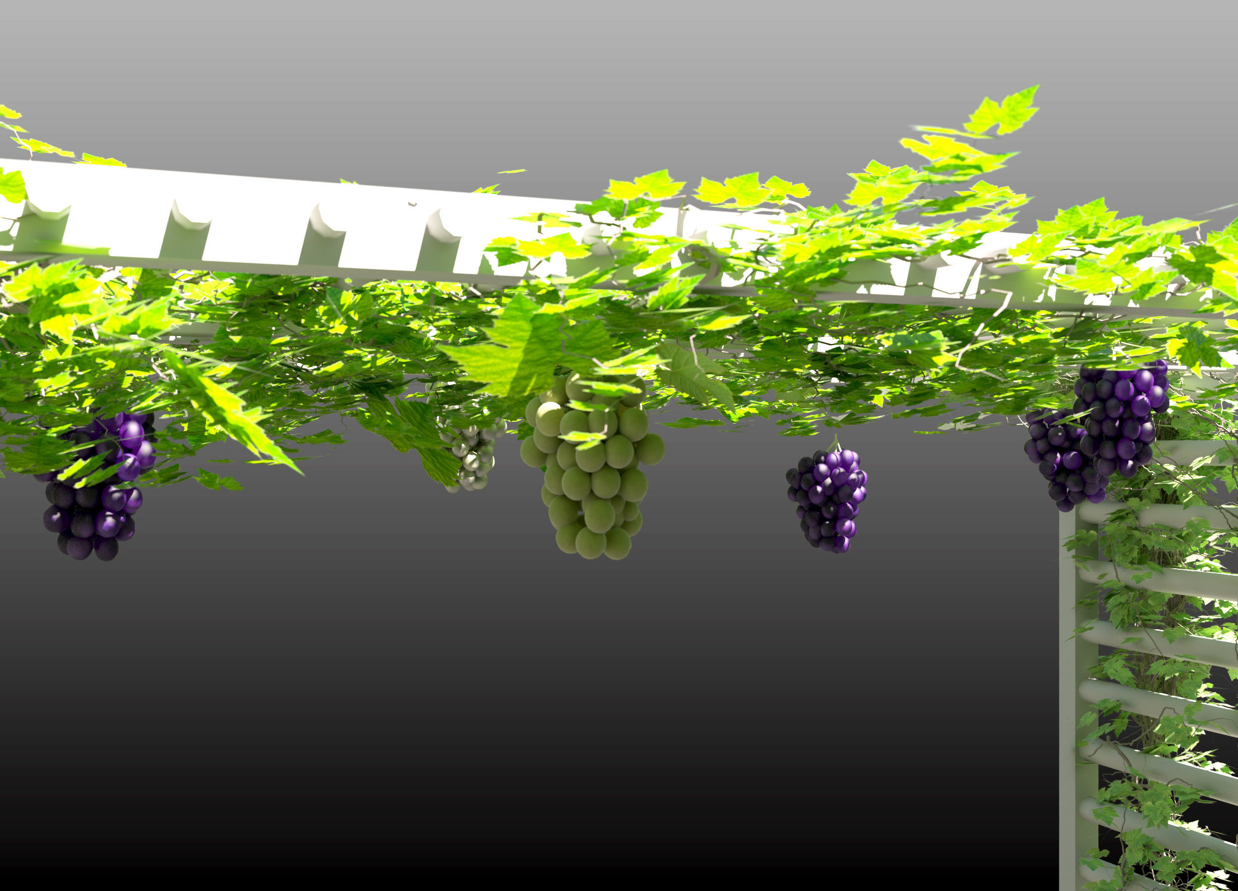 Grape vine grape tree 3D model_2