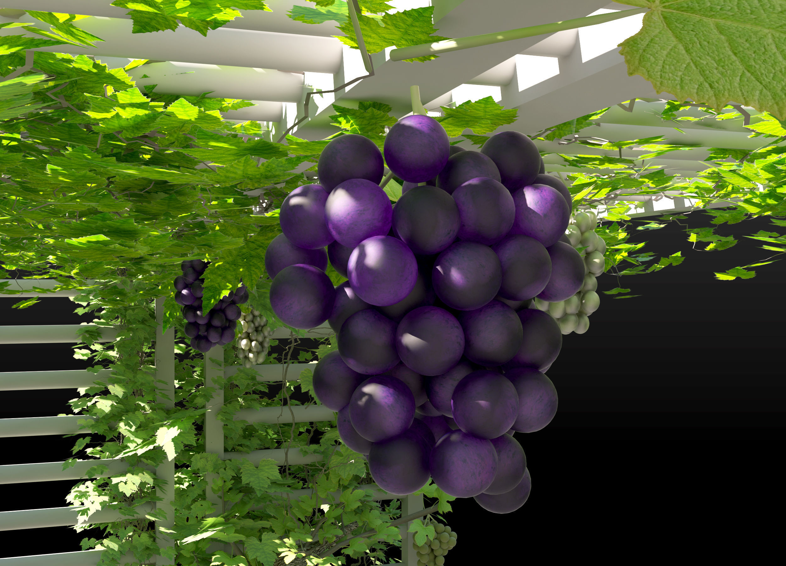 Grape vine grape tree 3D model_4