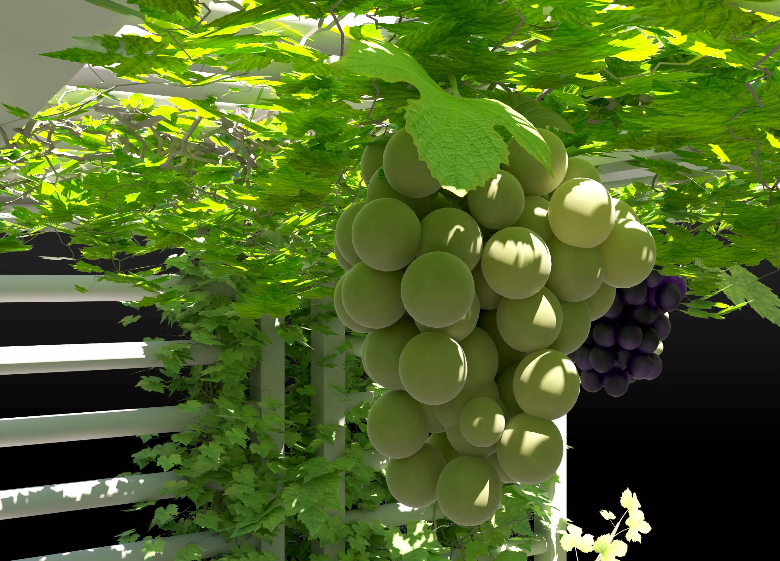 Grape vine grape tree 3D model_0