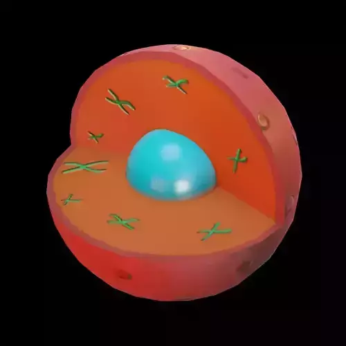 CELL NUCLEUS Low-poly 3D model
