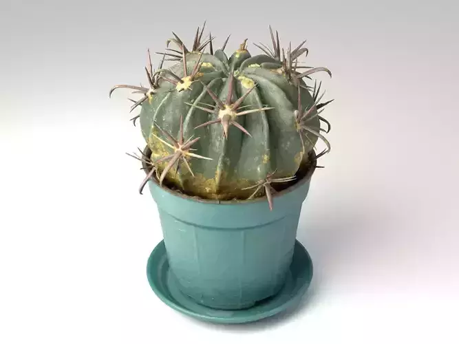 Cactus pot-plant 2 -blue vase