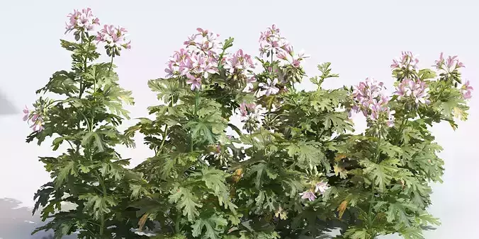 Pelargonium graveolens