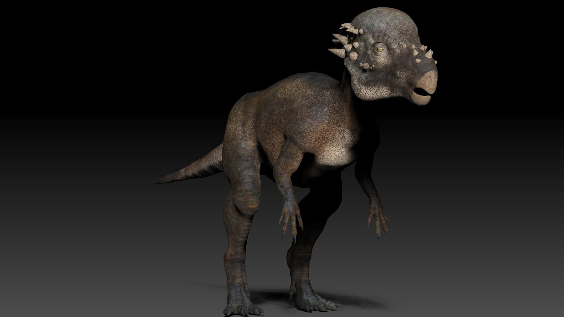 Dinosaur Pachycephalosaurus Sculpt Project 3D model_13