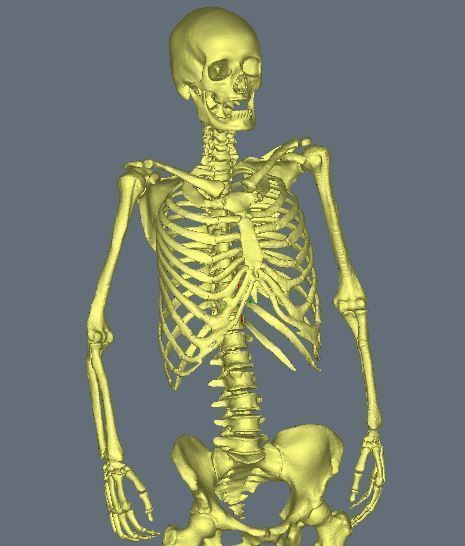 skeleton female 3D model_2