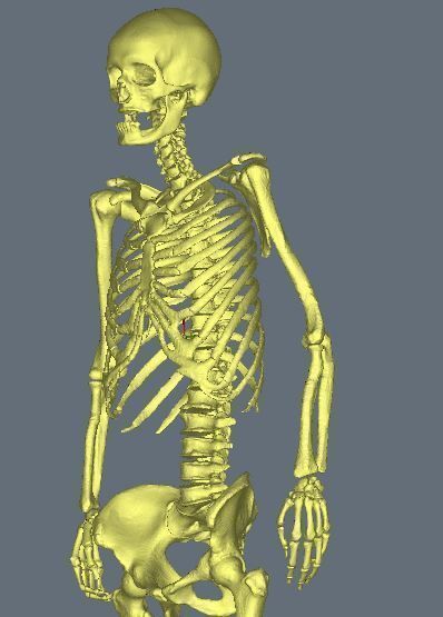 skeleton female 3D model_1