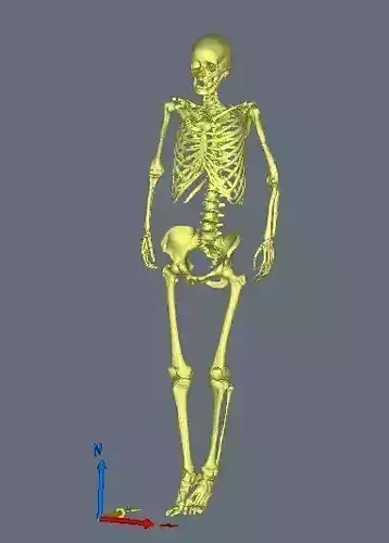 skeleton female 3D model