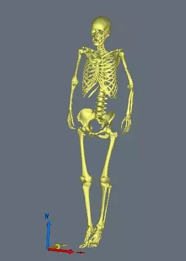 skeleton female 3D model_0