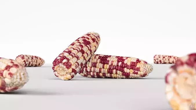 Corn  3D model 2