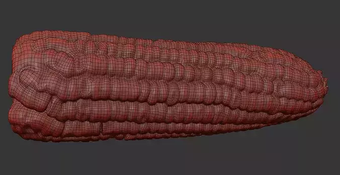 Corn  3D model 7
