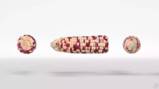 Corn  3D model 5