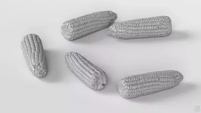 Corn  3D model 4