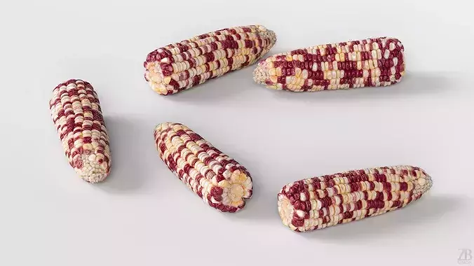 Corn  3D model 3