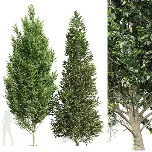 carpinus betulus 3D model