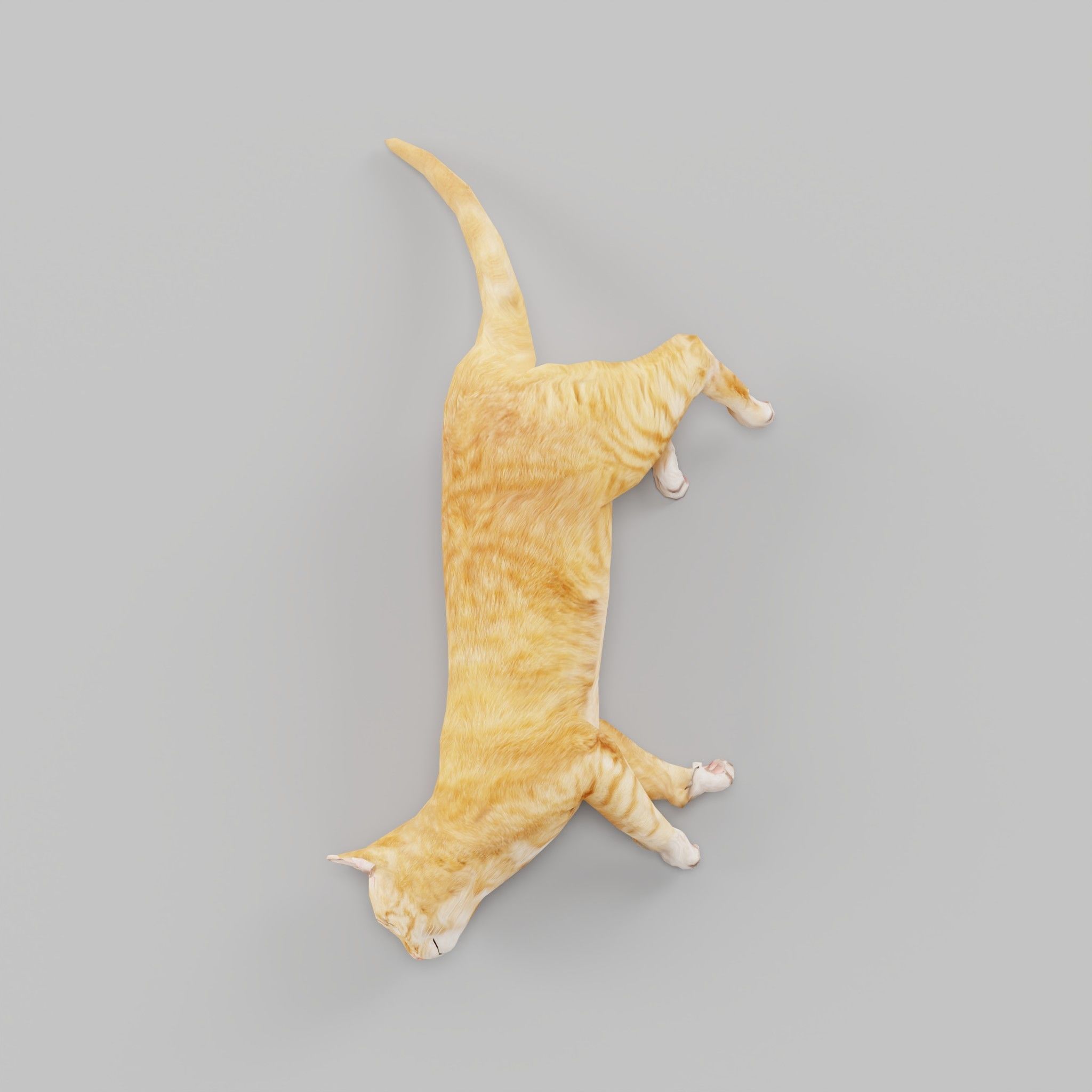 Ginger Cat Low-poly 3D model_16