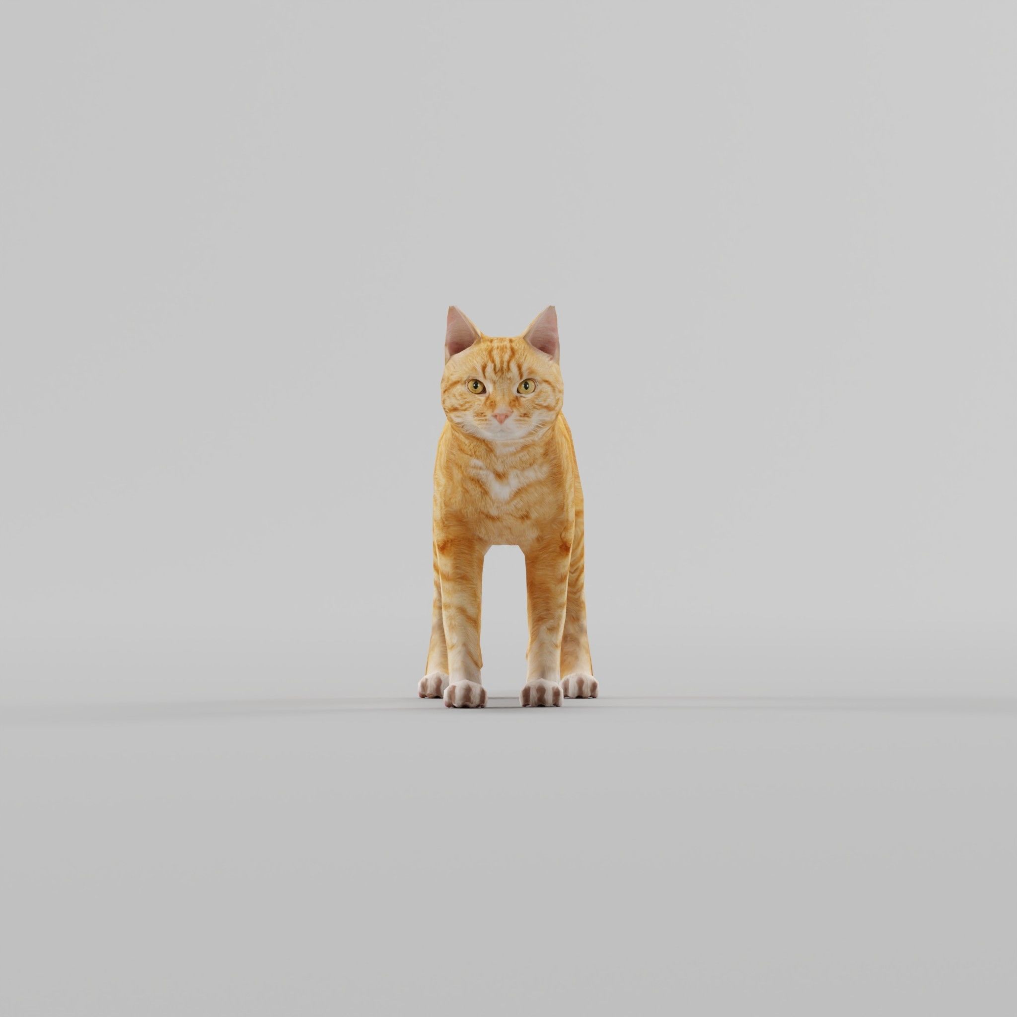 Ginger Cat Low-poly 3D model_11