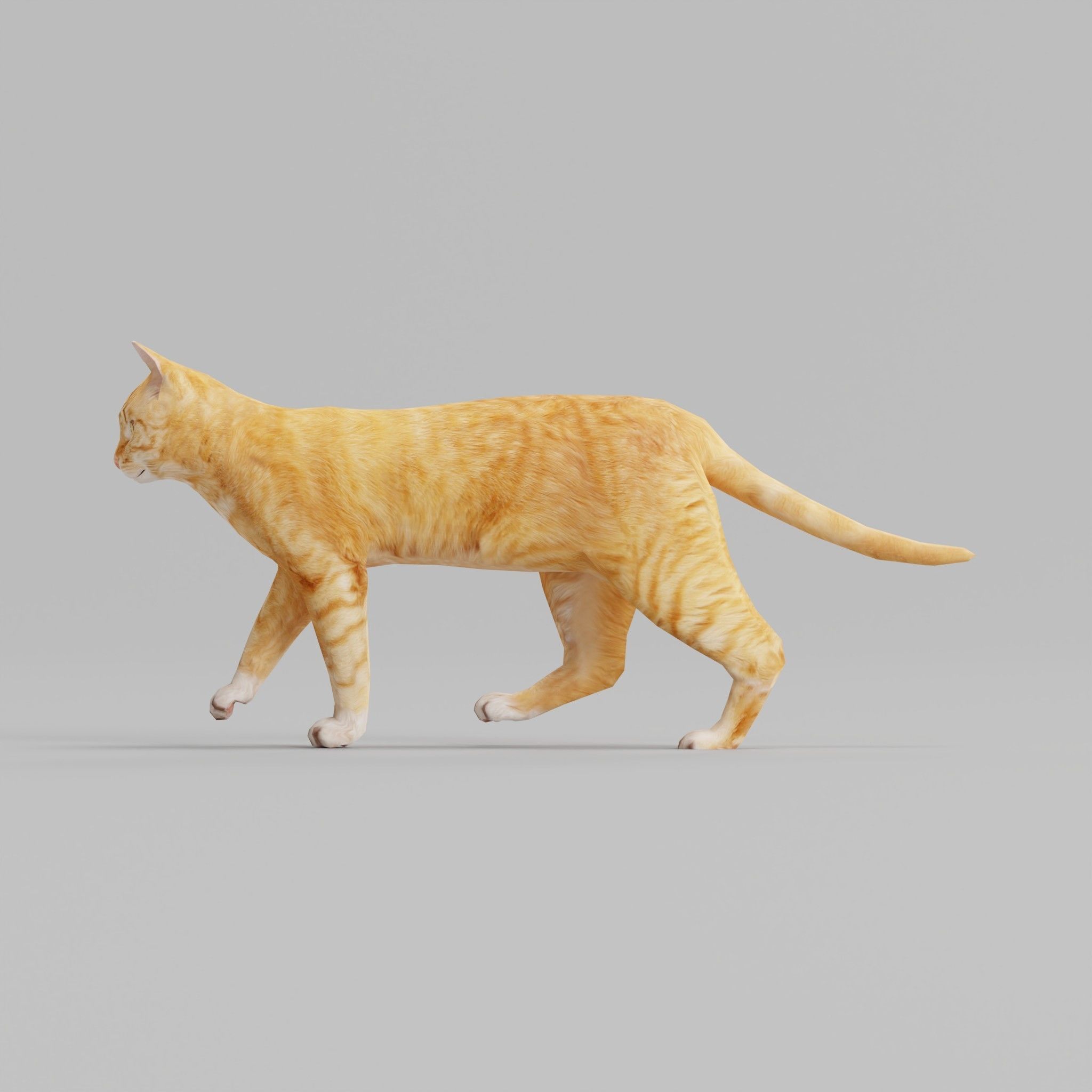 Ginger Cat Low-poly 3D model_15