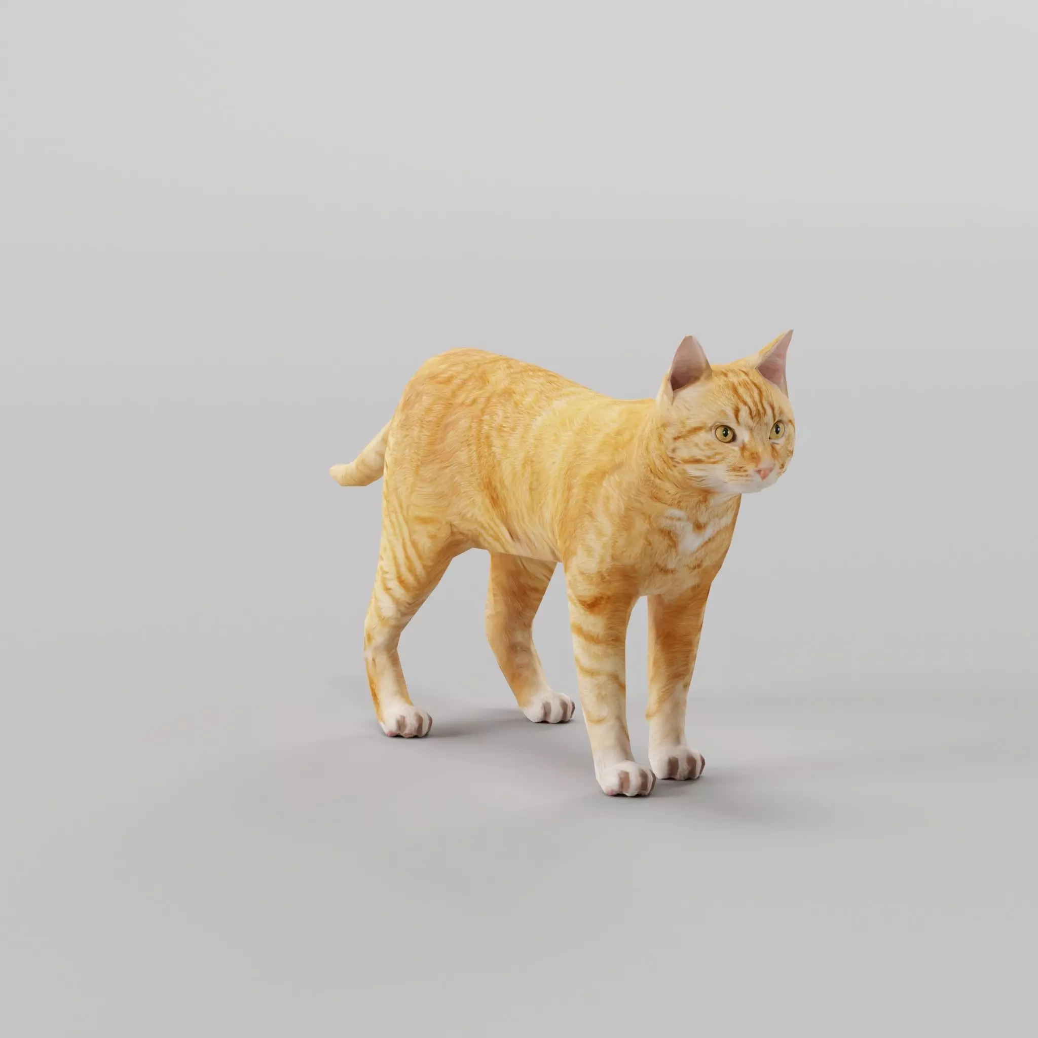 Ginger Cat Low-poly 3D model_0