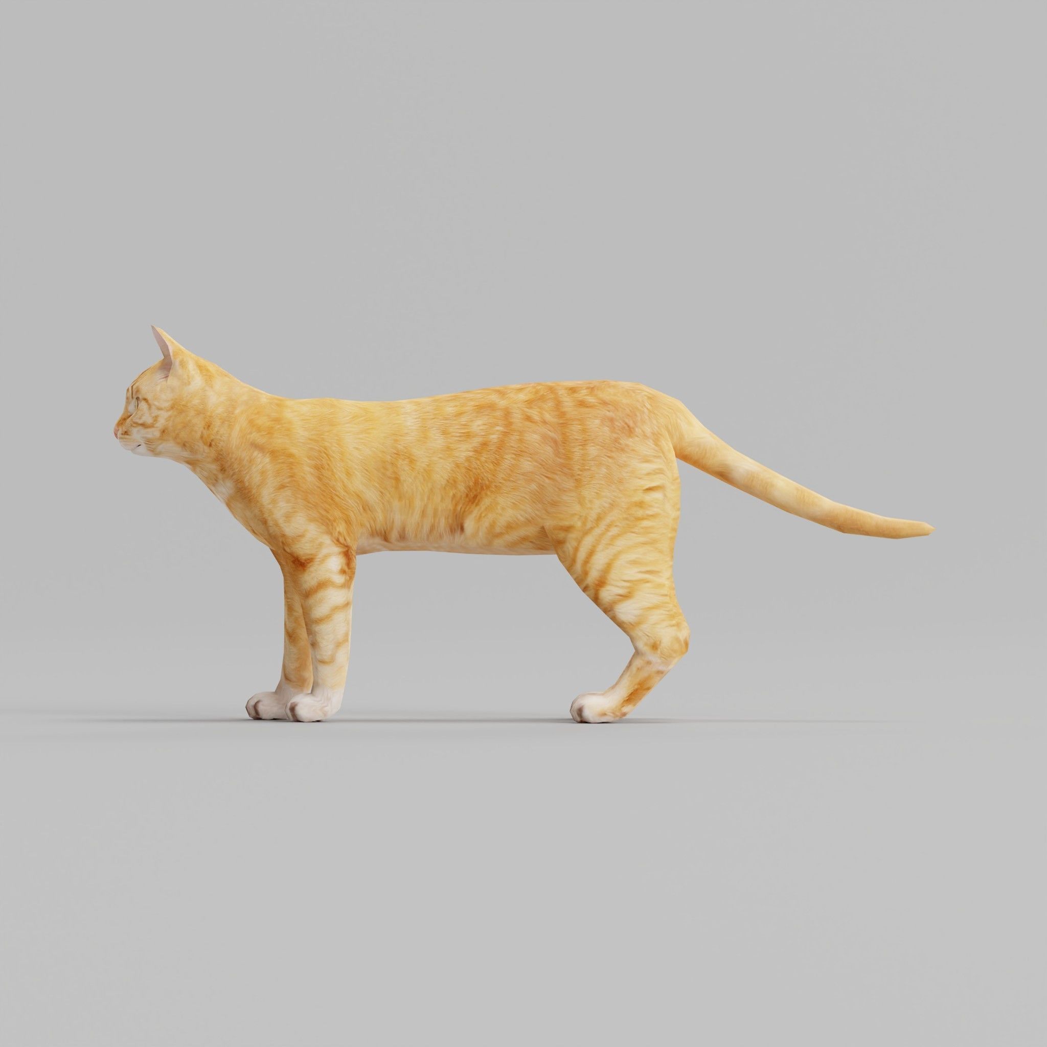 Ginger Cat Low-poly 3D model_12