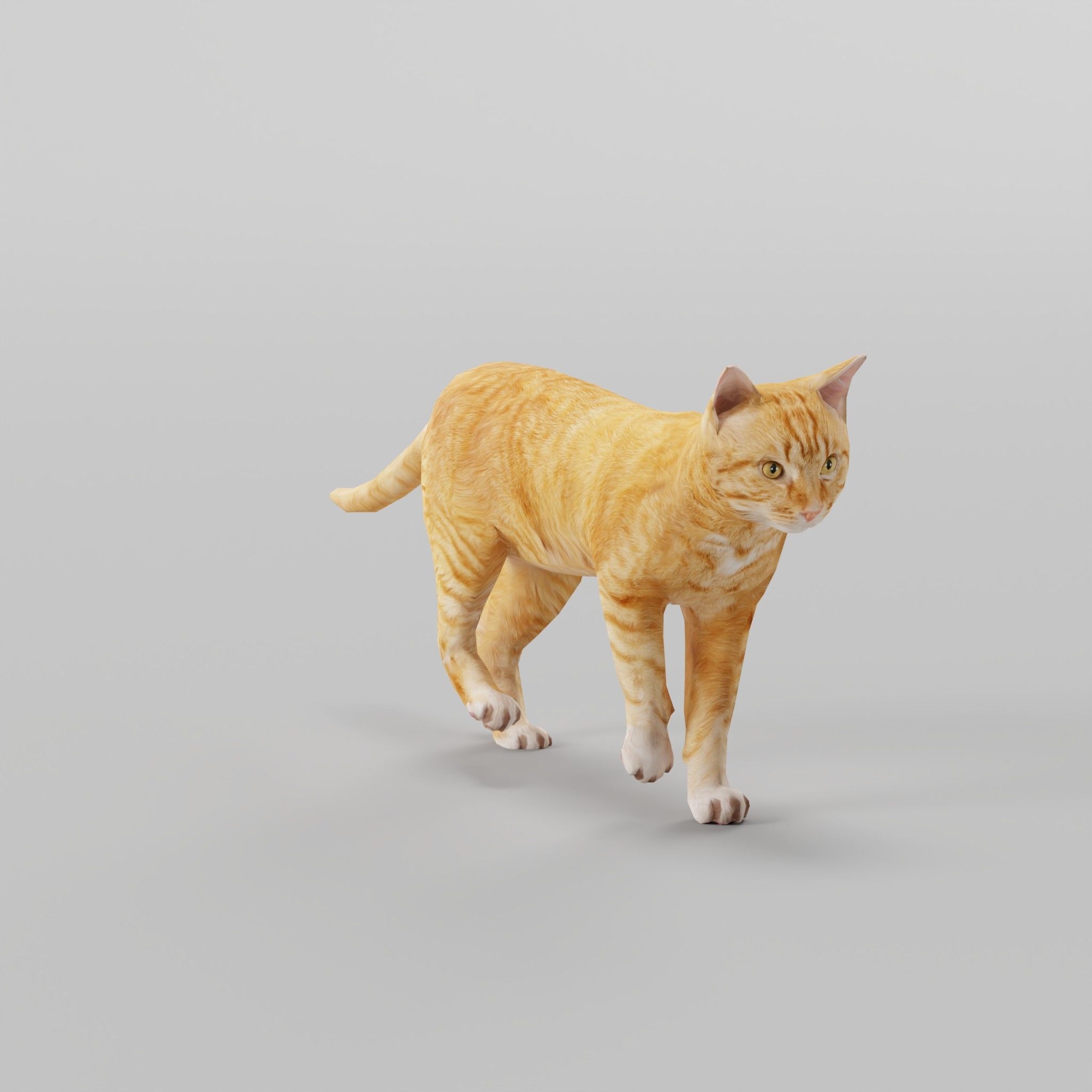 Ginger Cat Low-poly 3D model_14