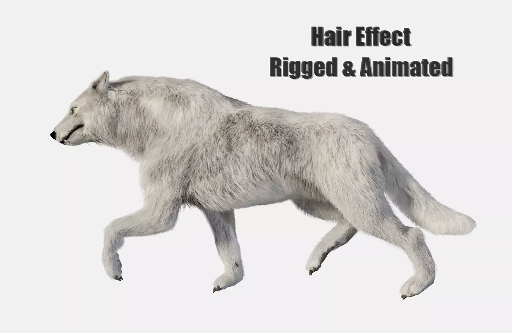 animated arctic wolf Low-poly 3D model_0