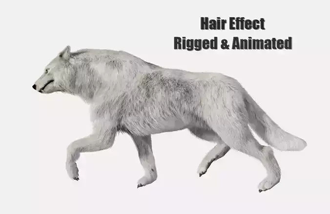 animated arctic wolf Low-poly 3D model