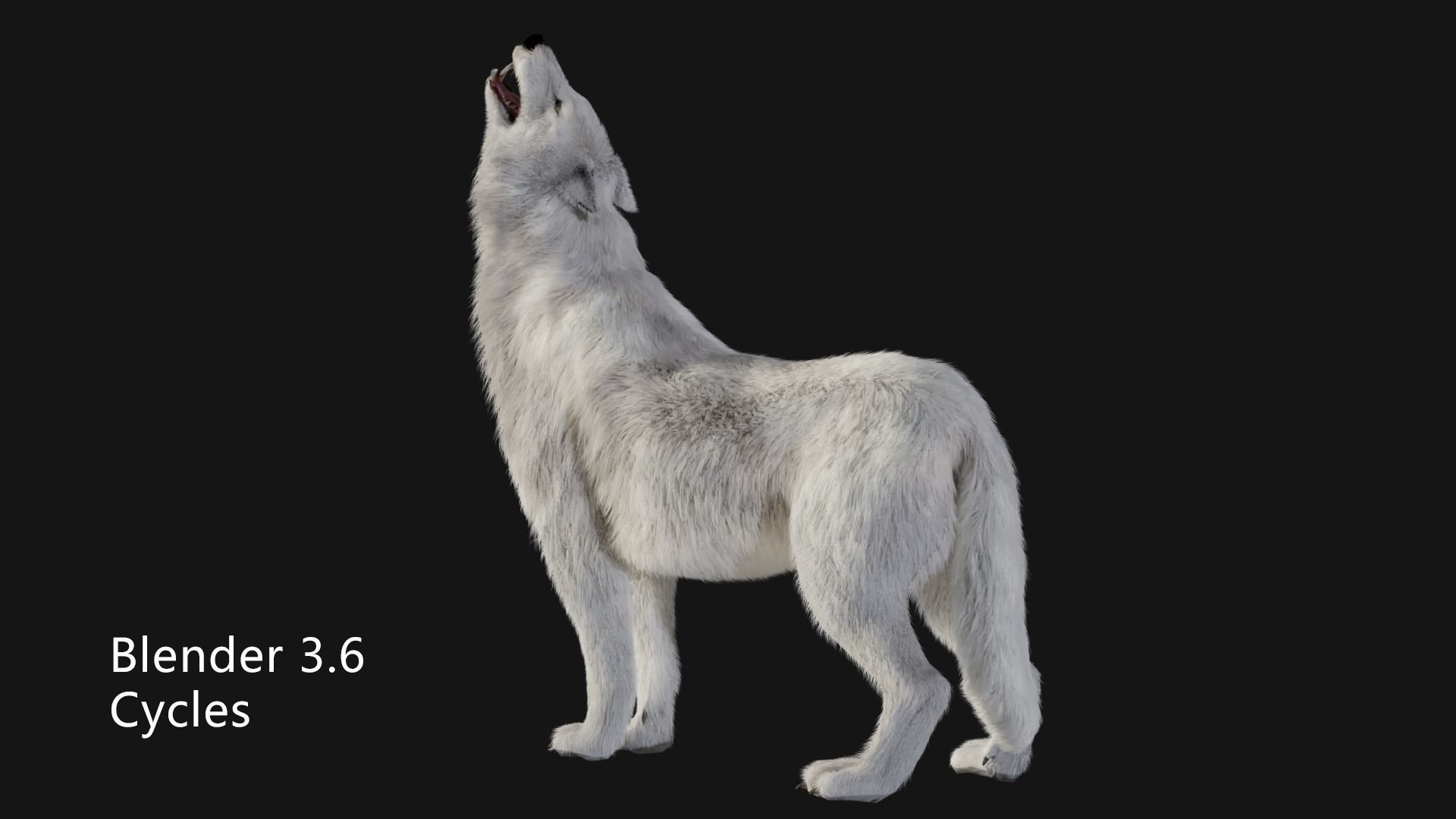 animated arctic wolf Low-poly 3D model_4