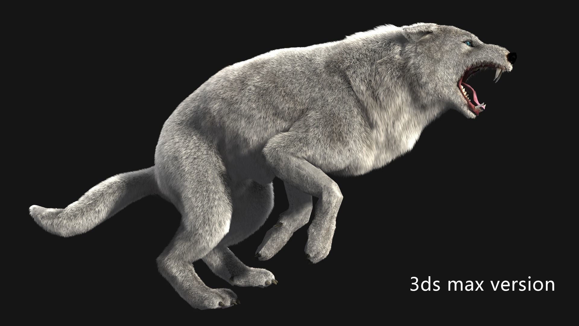 animated arctic wolf Low-poly 3D model_7