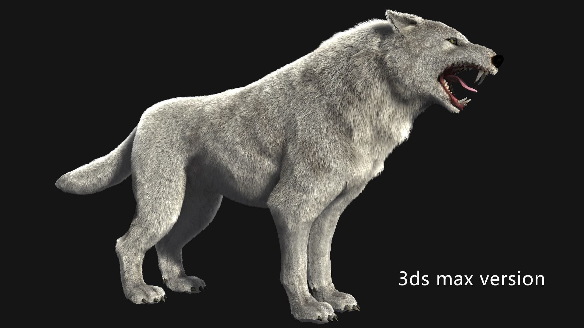 animated arctic wolf Low-poly 3D model_6