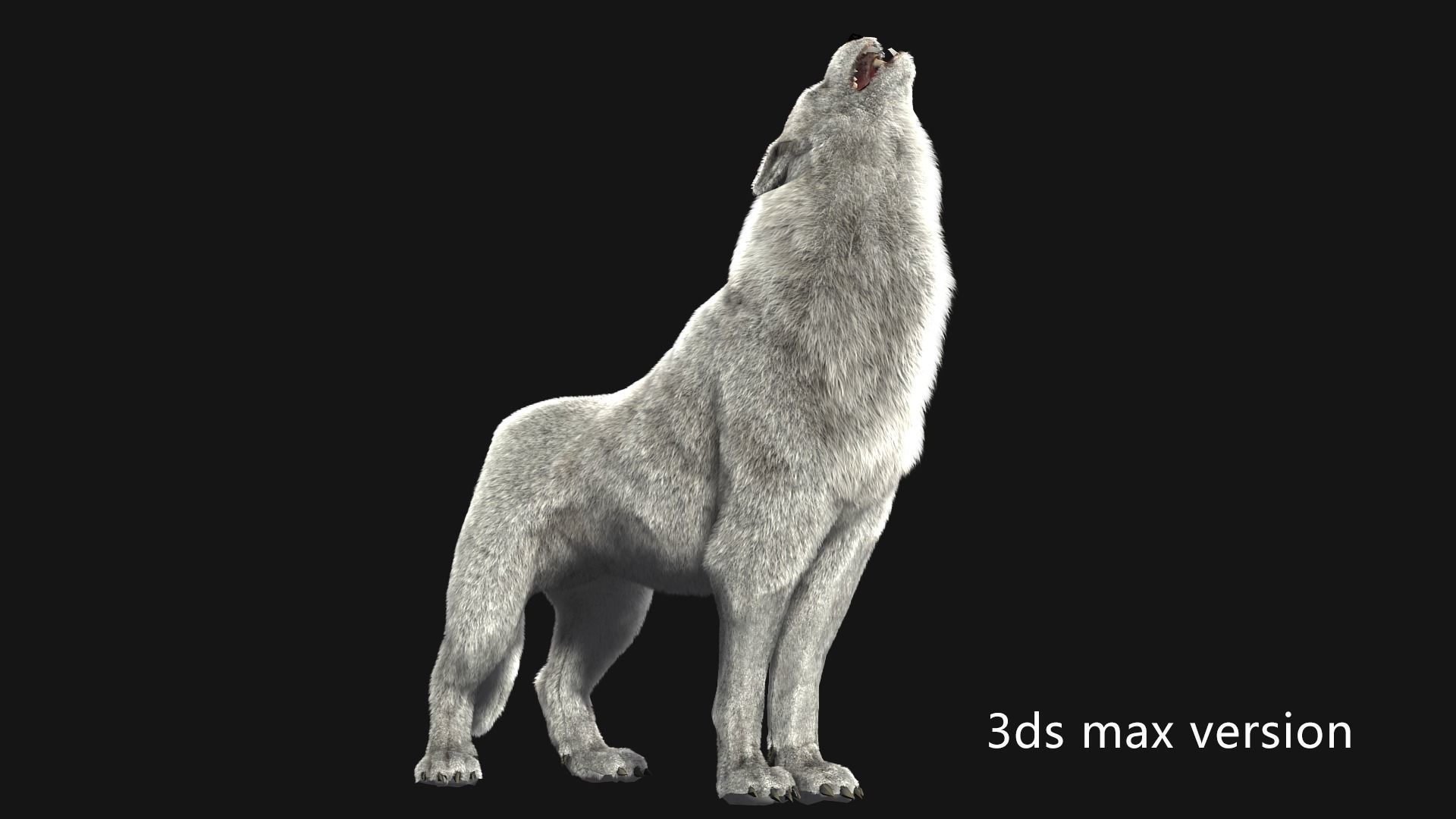 animated arctic wolf Low-poly 3D model_9