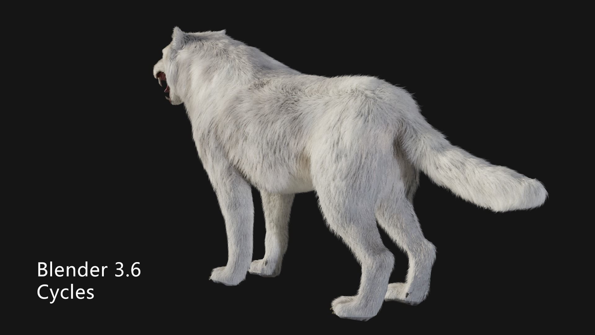 animated arctic wolf Low-poly 3D model_5