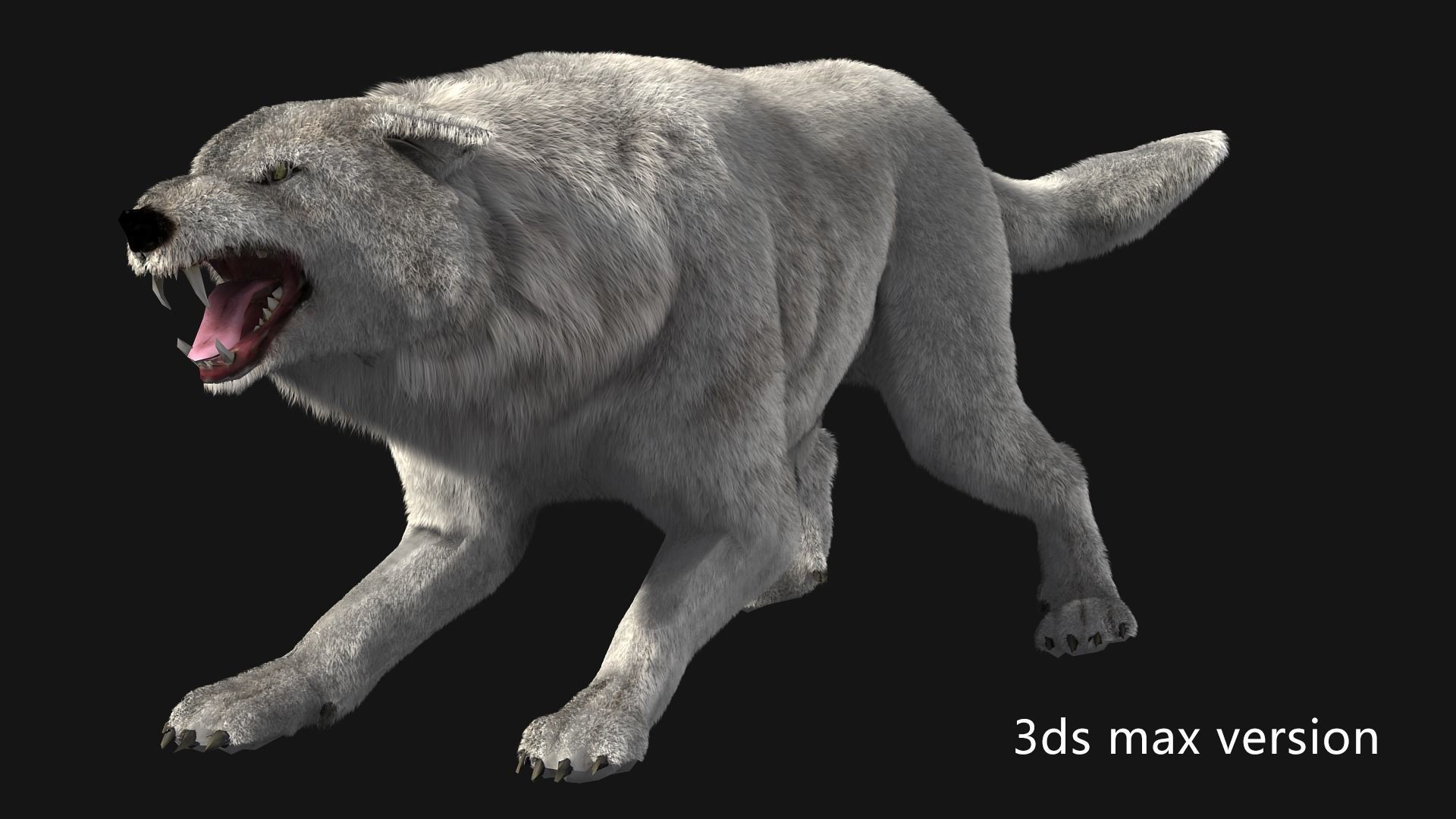 animated arctic wolf Low-poly 3D model_8