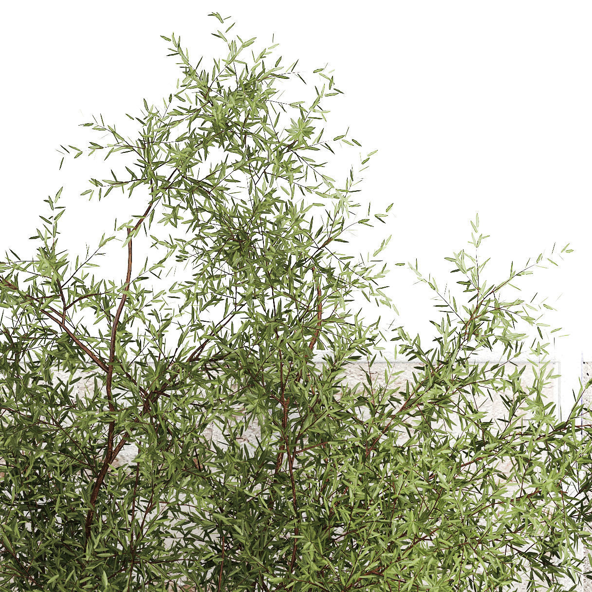 Beautiful garden of thuja cypress topiary bushes grass 1341 3D model_13