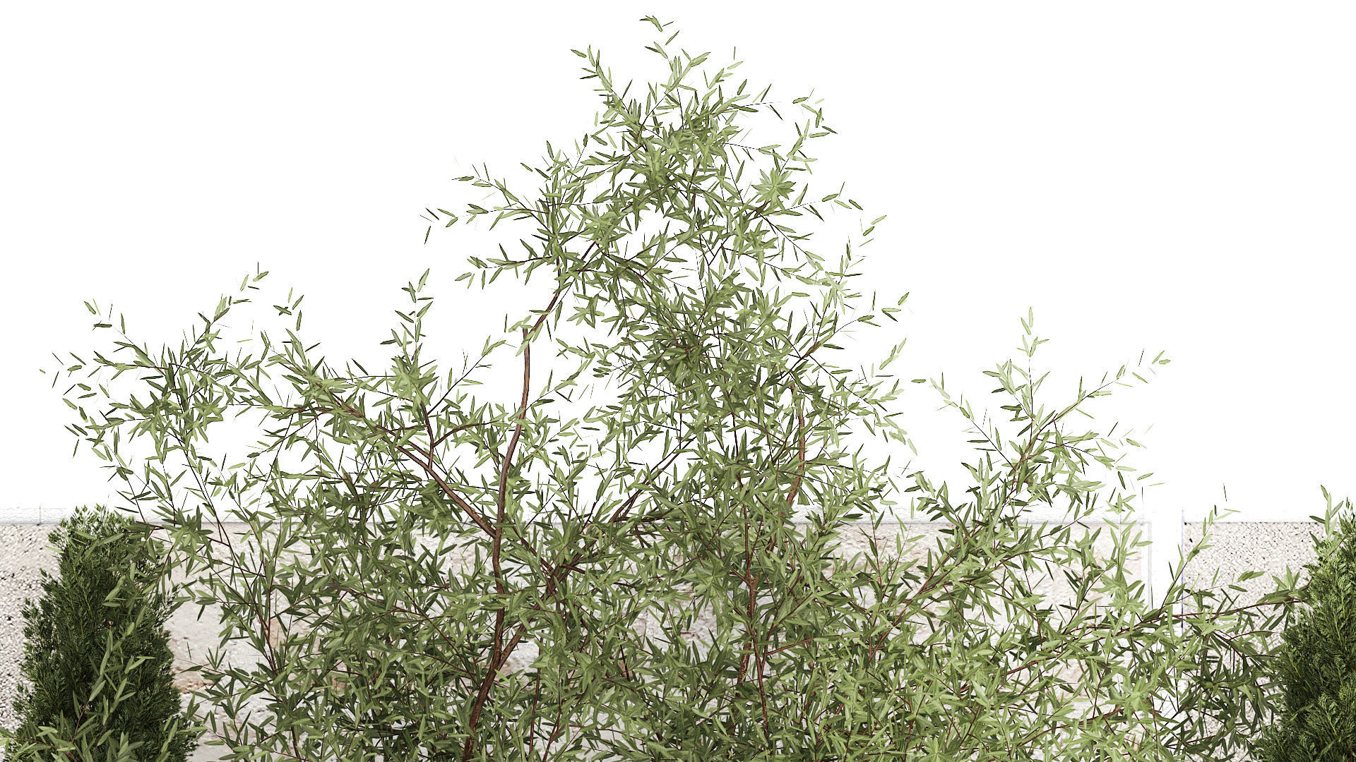 Beautiful garden of thuja cypress topiary bushes grass 1341 3D model_6