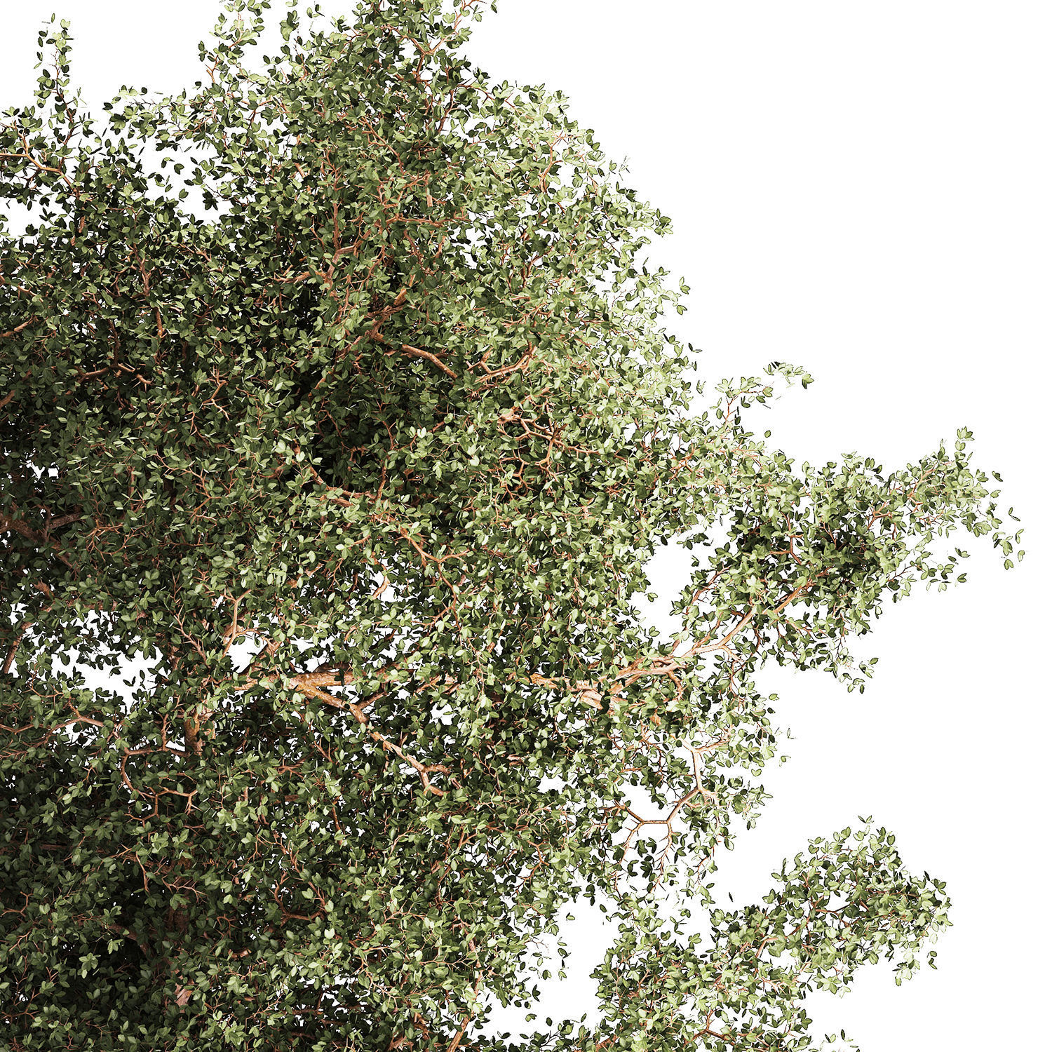 Beautiful garden made of topiary tree bushes grass 1342 3D model_12