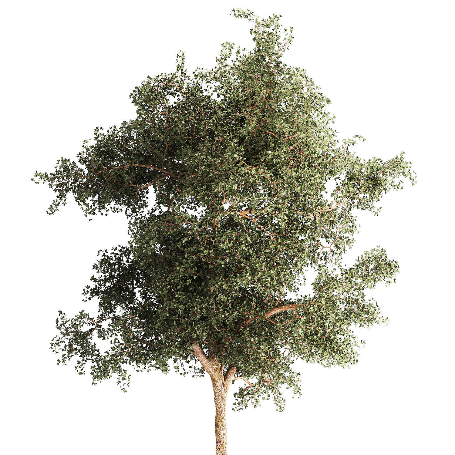 Beautiful garden made of topiary tree bushes grass 1342 3D model_9