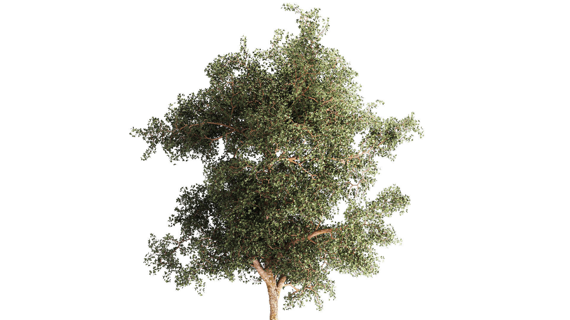 Beautiful garden made of topiary tree bushes grass 1342 3D model_3