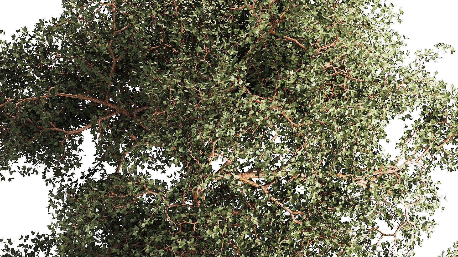 Beautiful garden made of topiary tree bushes grass 1342 3D model_5