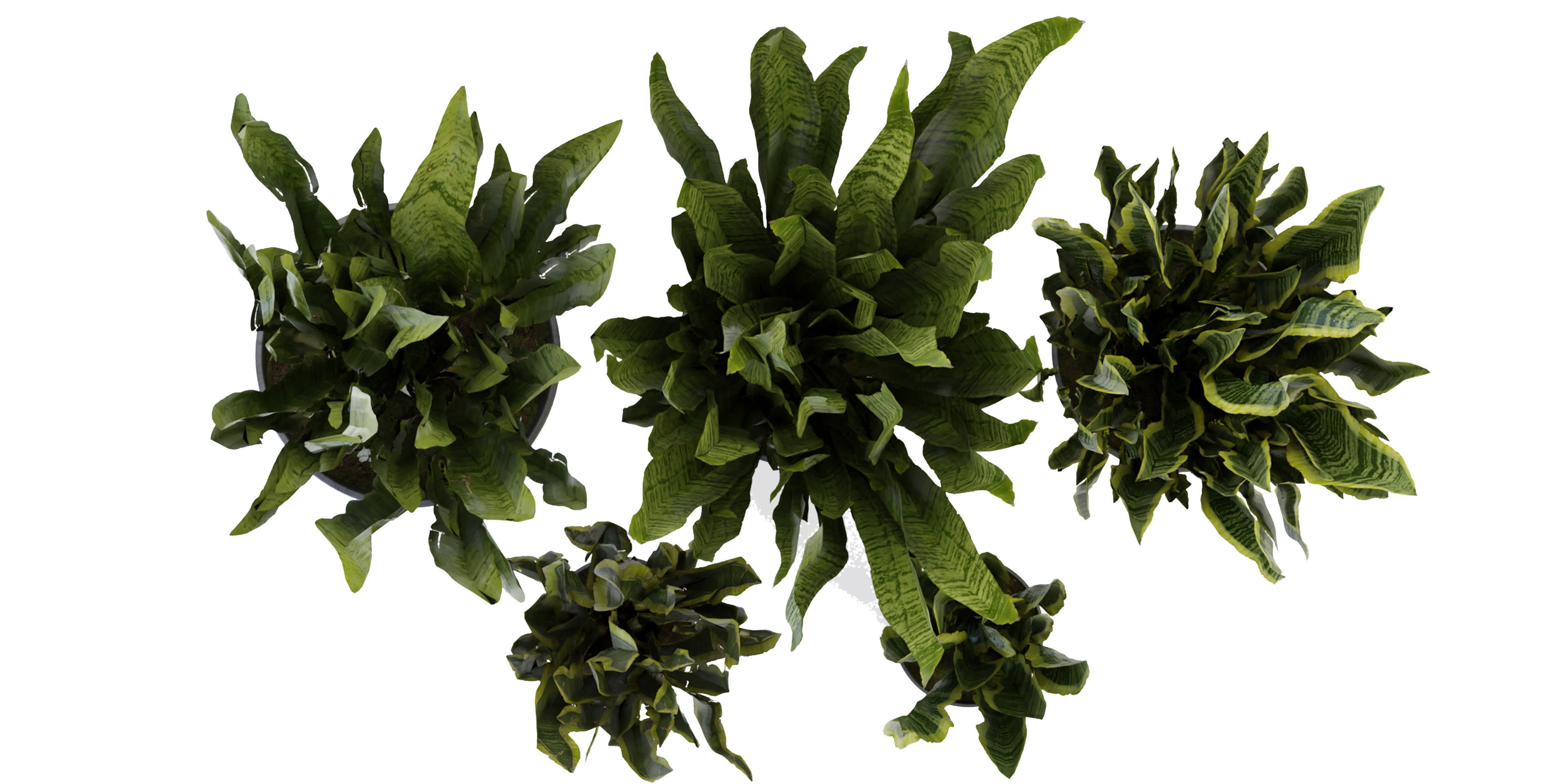 Collection plant vol 292 - blender model  3D model_5